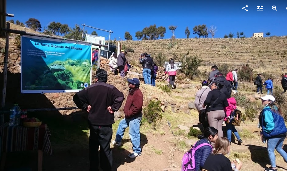 Lake Titicaca Amphibian Poster